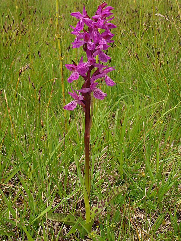 Chiedo ancora aiutooooo (Dactylorhiza incarnata/lapponica?)